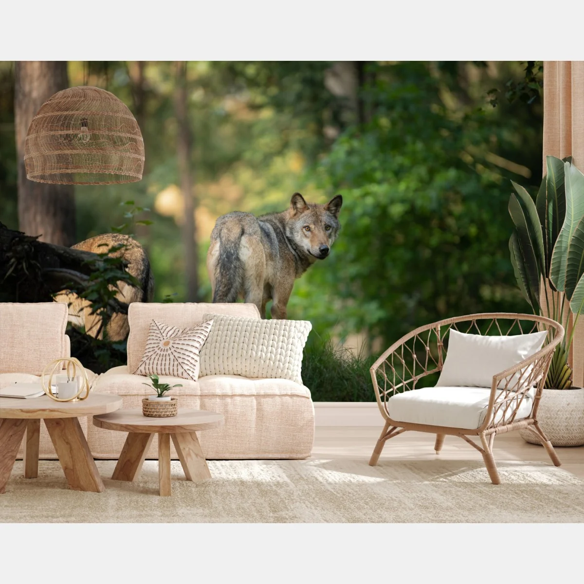 Fototapeta wilk w leśnej polanie – Wallissimo® Fototapeta wilk w leśnej polanie – Wallissimo®