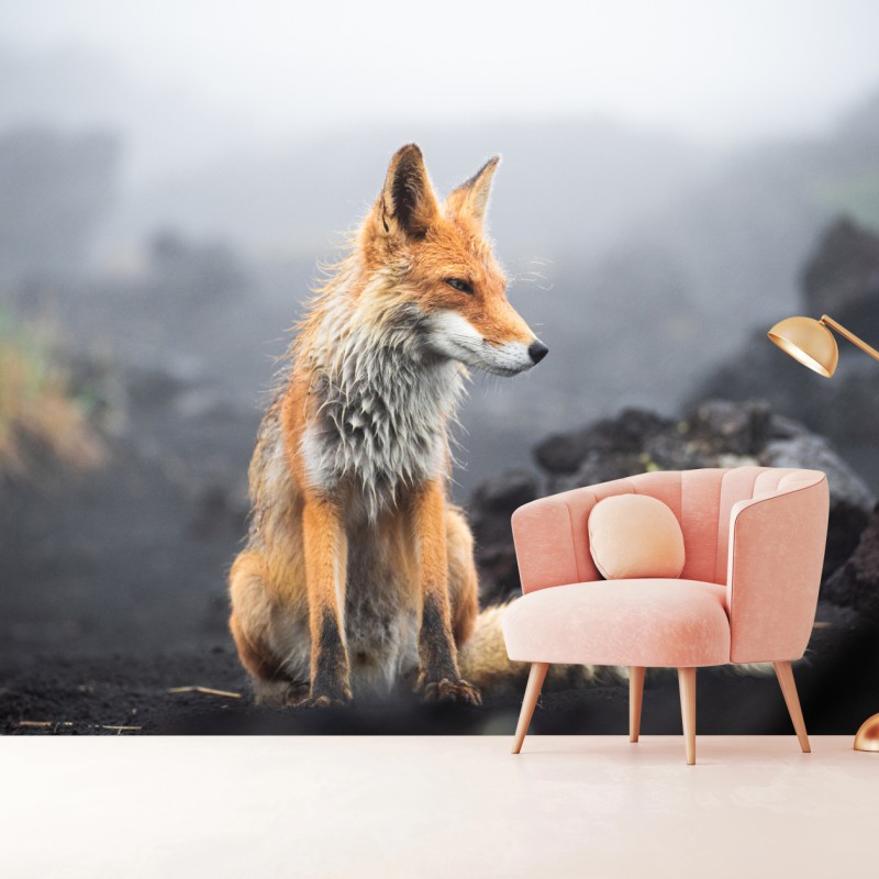 Fototapeta rudy lis w mglistym krajobrazie – Wallissimo® Fototapeta rudy lis w mglistym krajobrazie – Wallissimo®
