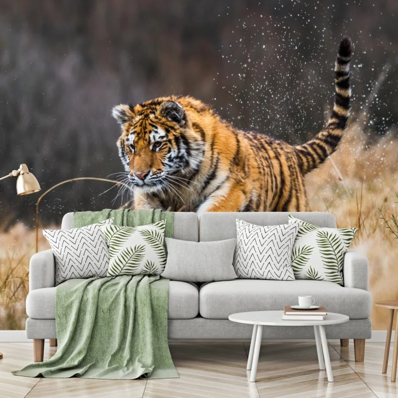 Fototapeta tygrys Syberyjski w biegu – Wallissimo® Fototapeta tygrys Syberyjski w biegu – Wallissimo®