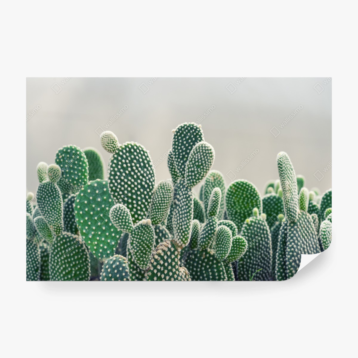 Fototapeta zbliżenie kaktusa opuncji – Wallissimo®