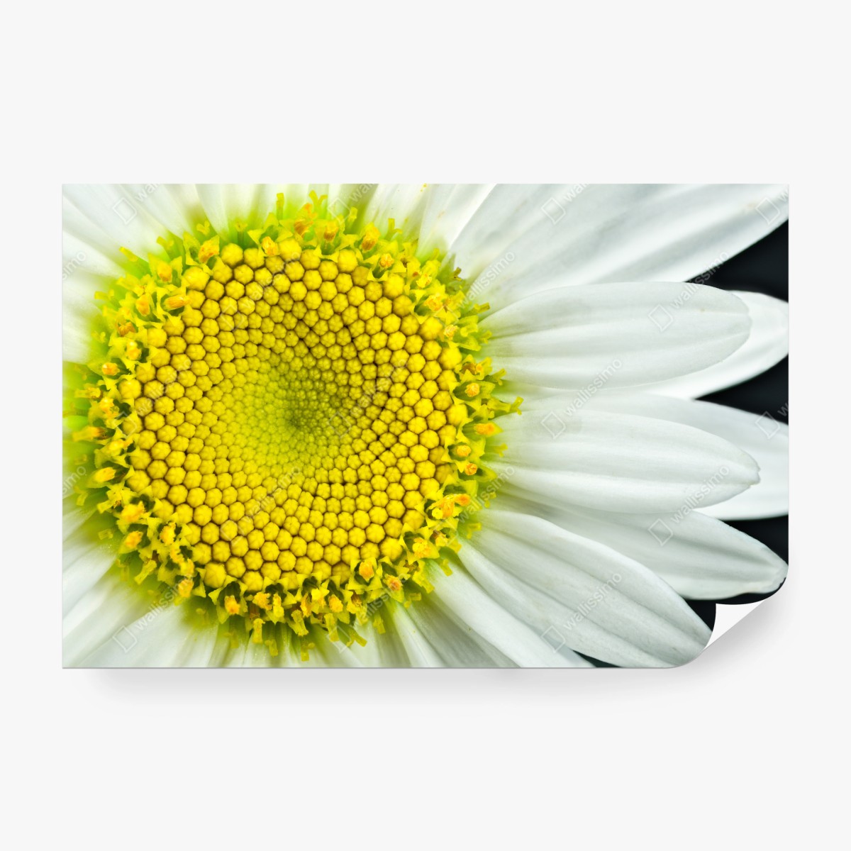 Fototapeta makro stokrotki w spiralnym wzorze – Wallissimo® Fototapeta makro stokrotki w spiralnym wzorze – Wallissimo®