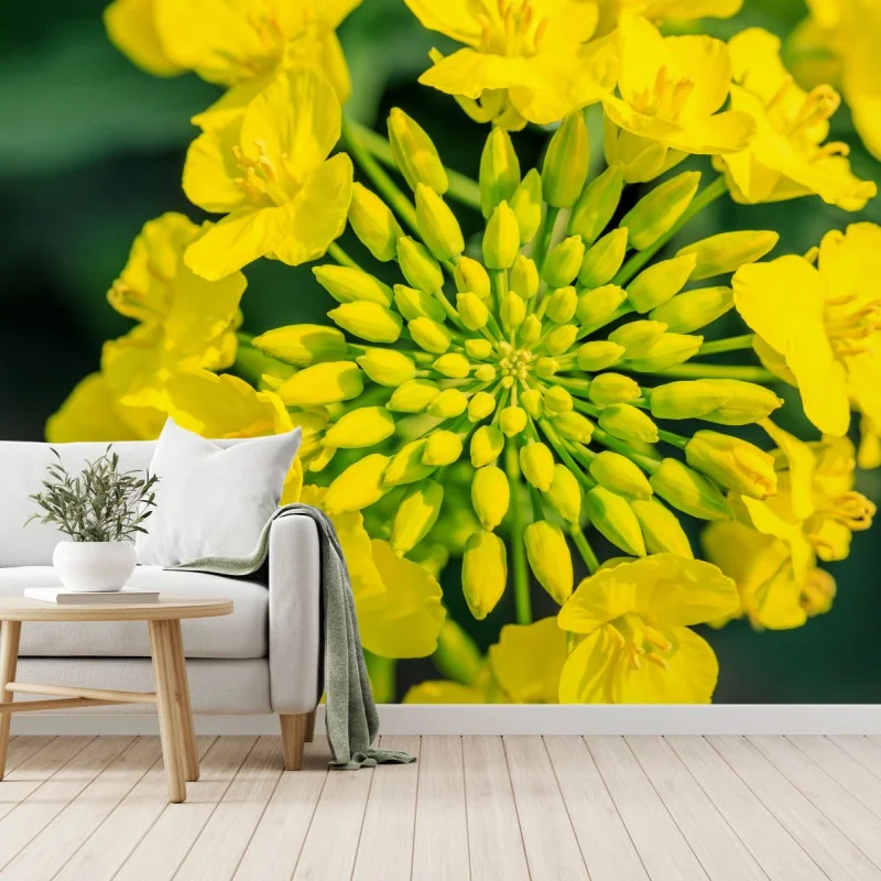 Fototapeta żywy żółty kwiat rzepaku w zbliżeniu – Wallissimo® Fototapeta żywy żółty kwiat rzepaku w zbliżeniu – Wallissimo®