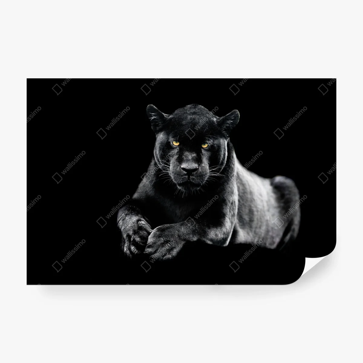 Fototapeta portret czarnej pantery na czarnym tle – Wallissimo® Fototapeta portret czarnej pantery na czarnym tle – Wallissimo®