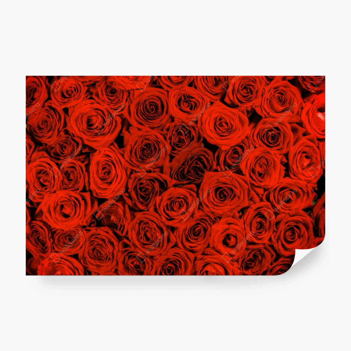 Fototapeta bujny bukiet czerwonych róż – Wallissimo® Fototapeta bujny bukiet czerwonych róż – Wallissimo®