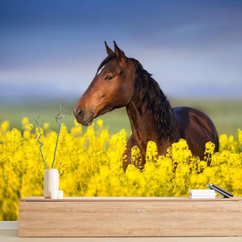 Fototapeta gniady koń na polu rzepaku – Wallissimo® Fototapeta gniady koń na polu rzepaku – Wallissimo®