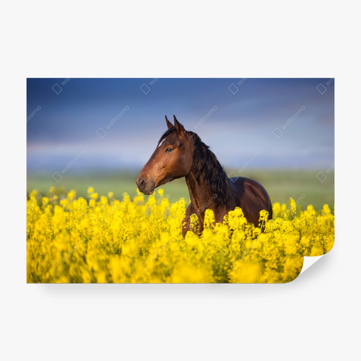 Fototapeta gniady koń na polu rzepaku – Wallissimo® Fototapeta gniady koń na polu rzepaku – Wallissimo®