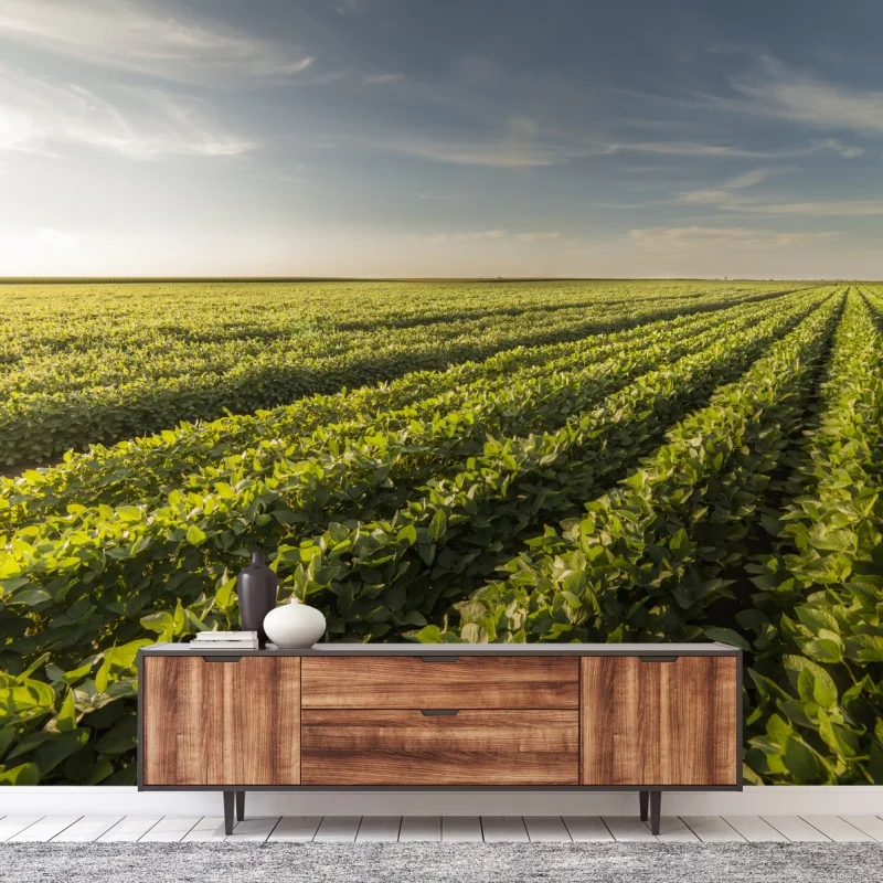 Fototapeta słoneczne pole soi o zmierzchu – Wallissimo® Fototapeta słoneczne pole soi o zmierzchu – Wallissimo®