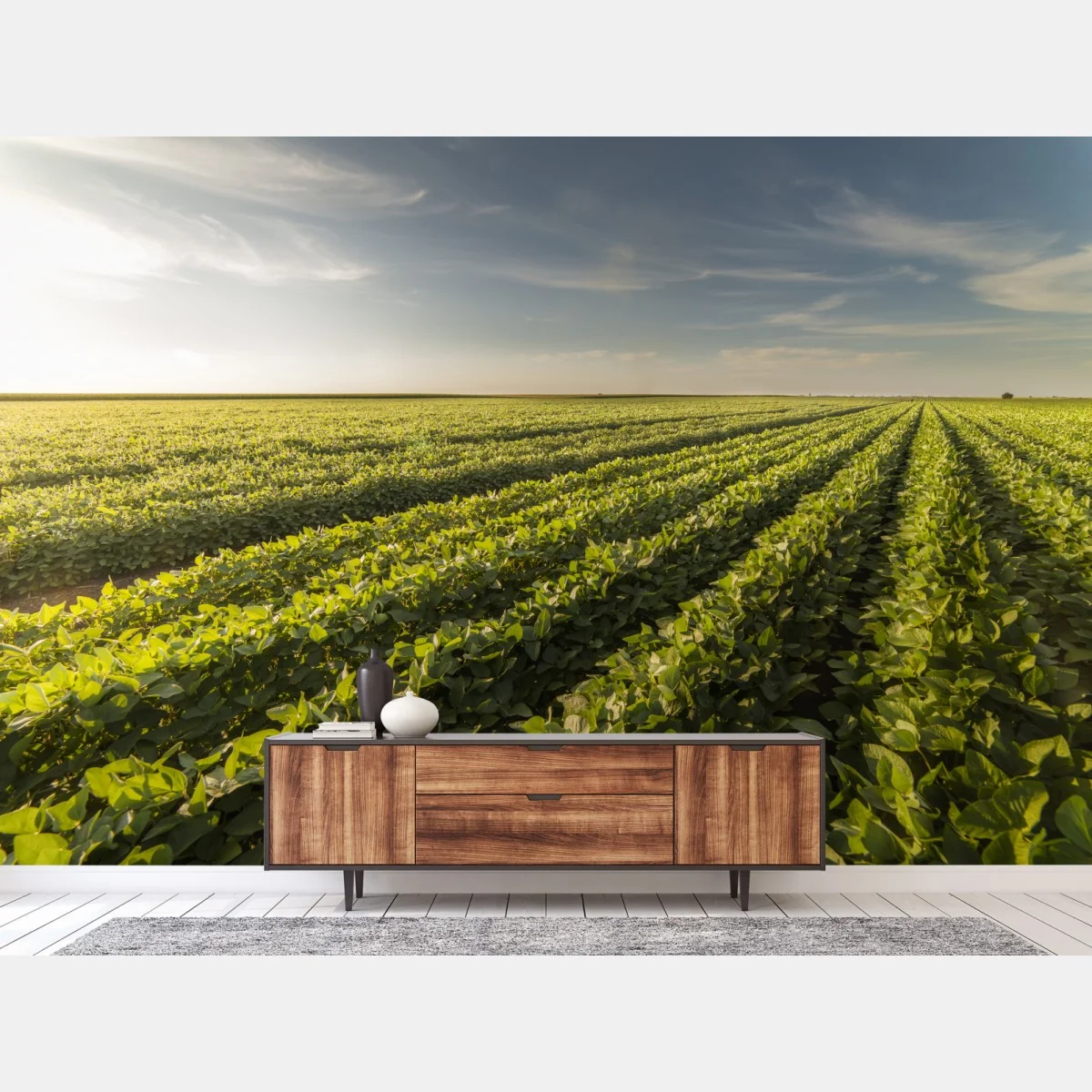 Fototapeta słoneczne pole soi o zmierzchu – Wallissimo® Fototapeta słoneczne pole soi o zmierzchu – Wallissimo®