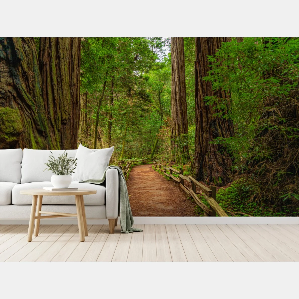 Fototapeta majestatyczna ścieżka w lesie sekwoi – Wallissimo® Fototapeta majestatyczna ścieżka w lesie sekwoi – Wallissimo®