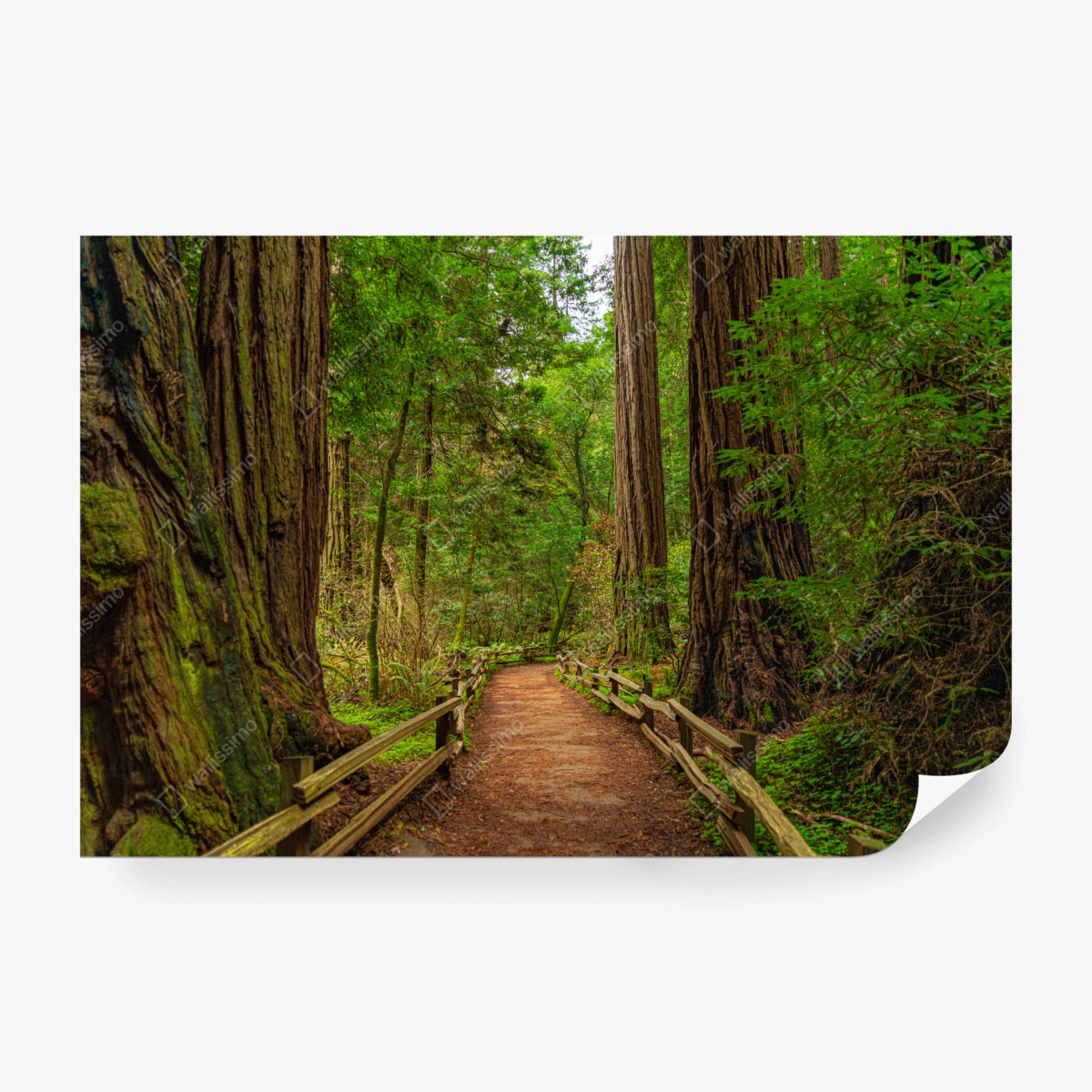 Fototapeta majestatyczna ścieżka w lesie sekwoi – Wallissimo® Fototapeta majestatyczna ścieżka w lesie sekwoi – Wallissimo®
