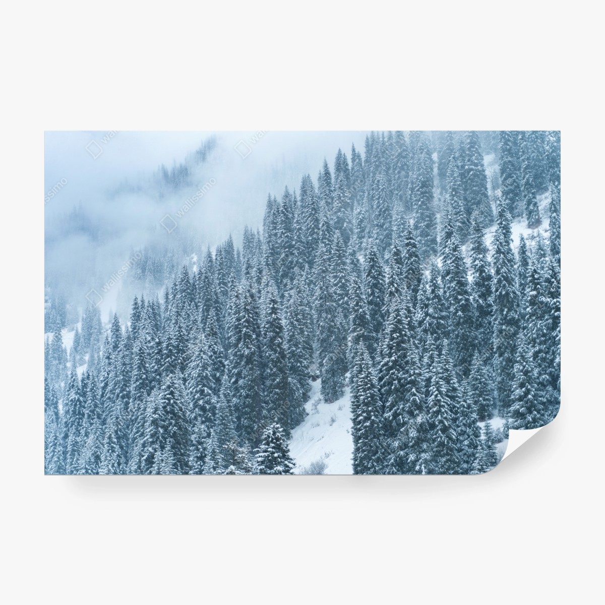 Fototapeta mglisty ośnieżony las sosnowy – Wallissimo® Fototapeta mglisty ośnieżony las sosnowy – Wallissimo®