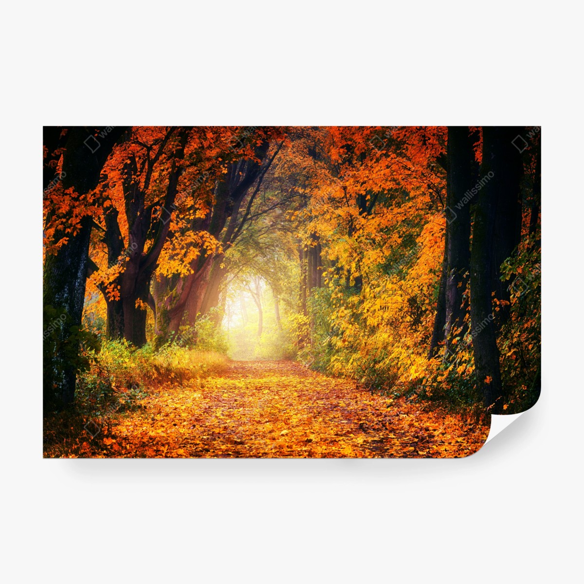 Fototapeta jesienna leśna ścieżka w złotym świetle – Wallissimo® Fototapeta jesienna leśna ścieżka w złotym świetle – Wallissimo®