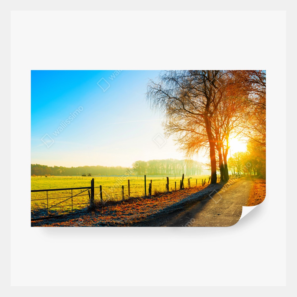 Fototapeta słoneczna wiejska droga przez jesienną łąkę – Wallissimo® Fototapeta słoneczna wiejska droga przez jesienną łąkę – Wallissimo®