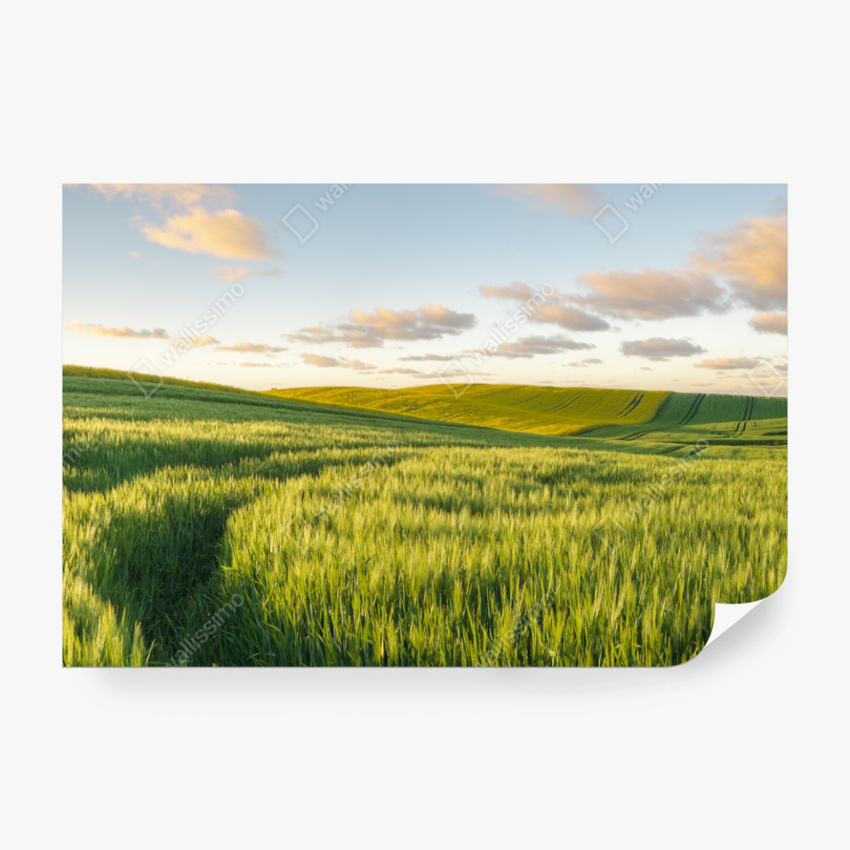 Fototapeta spokojna zielona łąka panorama – Wallissimo® Fototapeta spokojna zielona łąka panorama – Wallissimo®