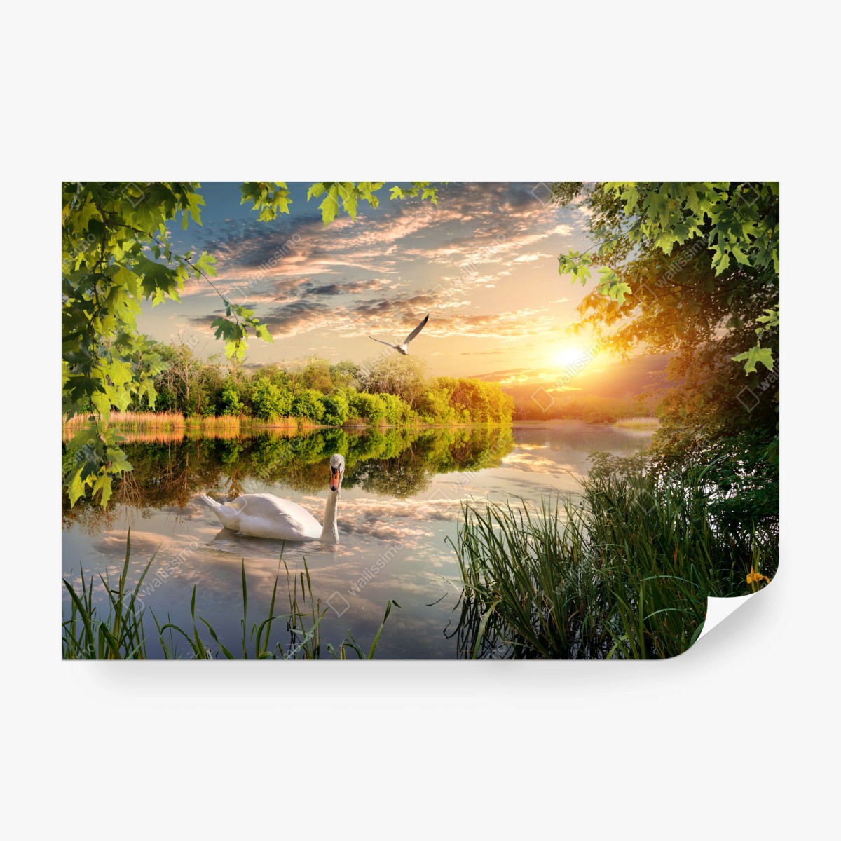 Fototapeta zachód słońca z łabędziem nad jeziorem – Wallissimo® Fototapeta zachód słońca z łabędziem nad jeziorem – Wallissimo®