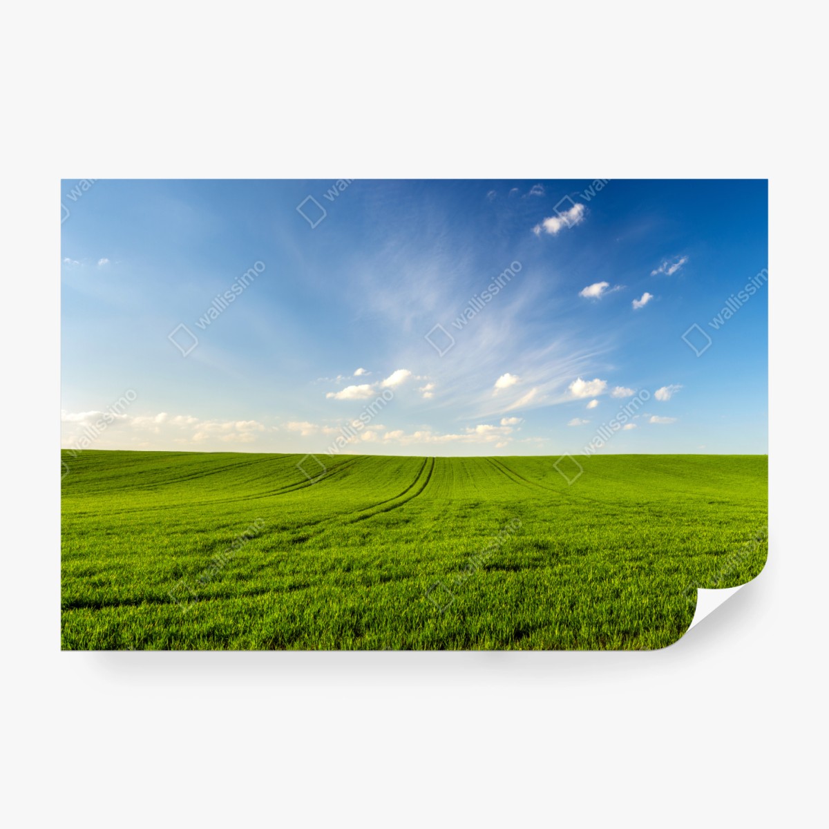 Fototapeta wiosenna zielona panorama łąki – Wallissimo® Fototapeta wiosenna zielona panorama łąki – Wallissimo®