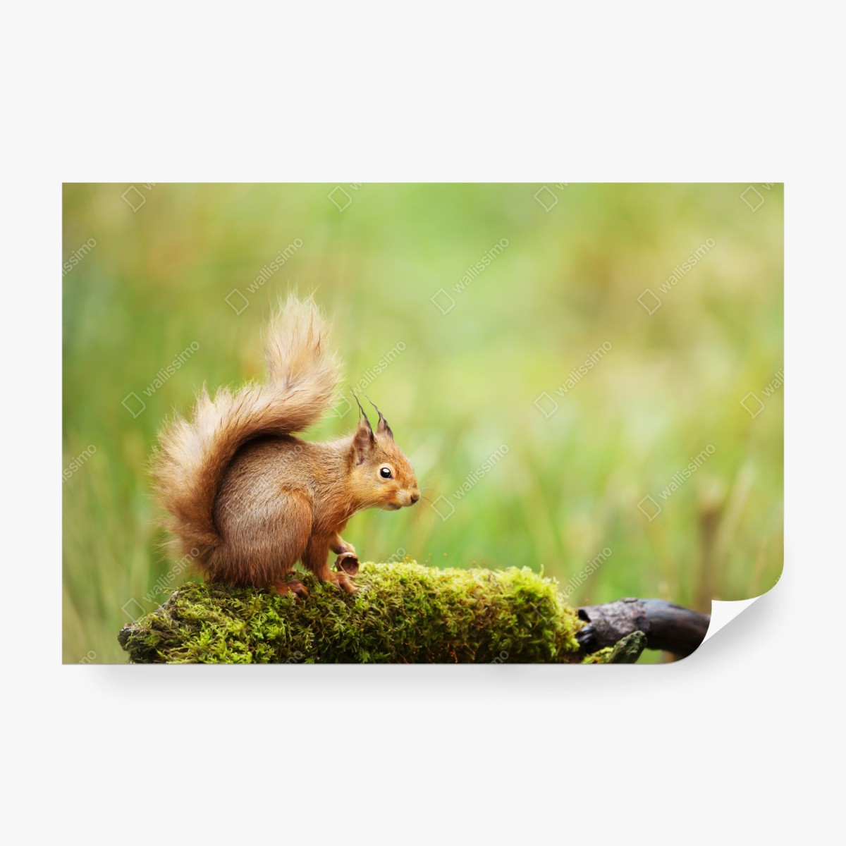 Fototapeta ruda wiewiórka na mchu – Wallissimo® Fototapeta ruda wiewiórka na mchu – Wallissimo®