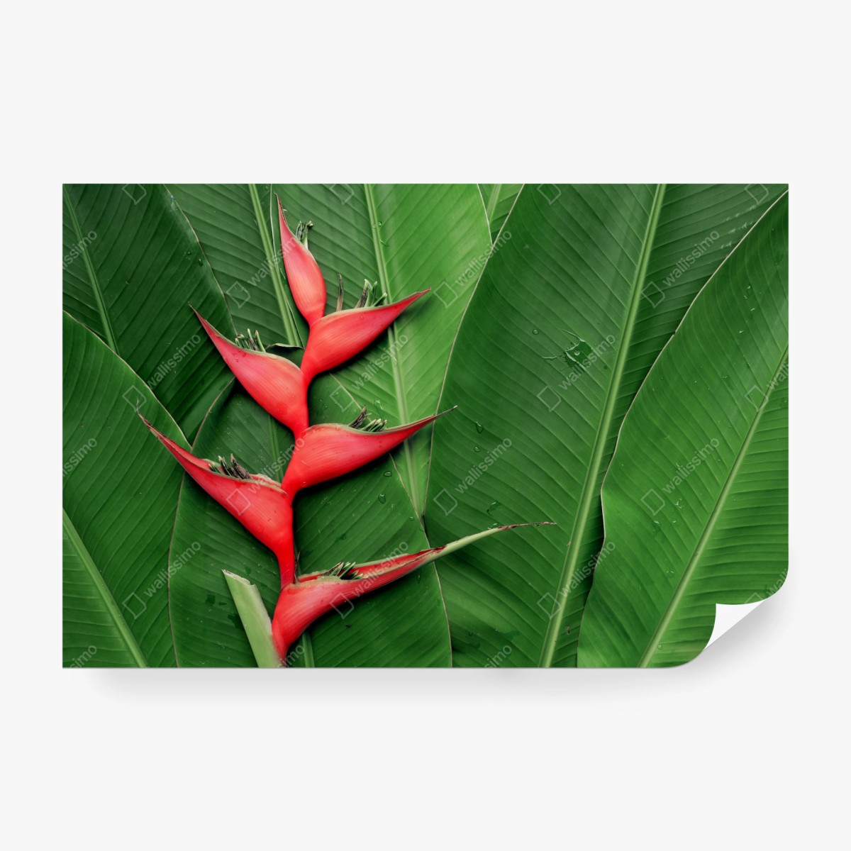Fototapeta intensywna heliconia na tropikalnych liściach – Wallissimo® Fototapeta intensywna heliconia na tropikalnych liściach – Wallissimo®