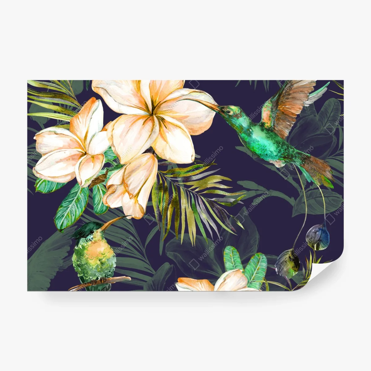 Fototapeta tropikalne kolibry i plumeria w akwareli – Wallissimo® Fototapeta tropikalne kolibry i plumeria w akwareli – Wallissimo®