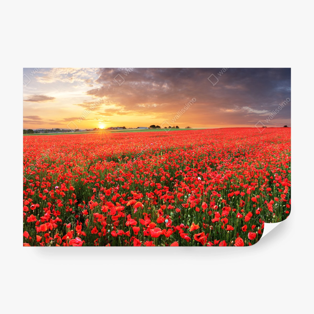 Fototapeta pole maków o zachodzie słońca – Wallissimo® Fototapeta pole maków o zachodzie słońca – Wallissimo®