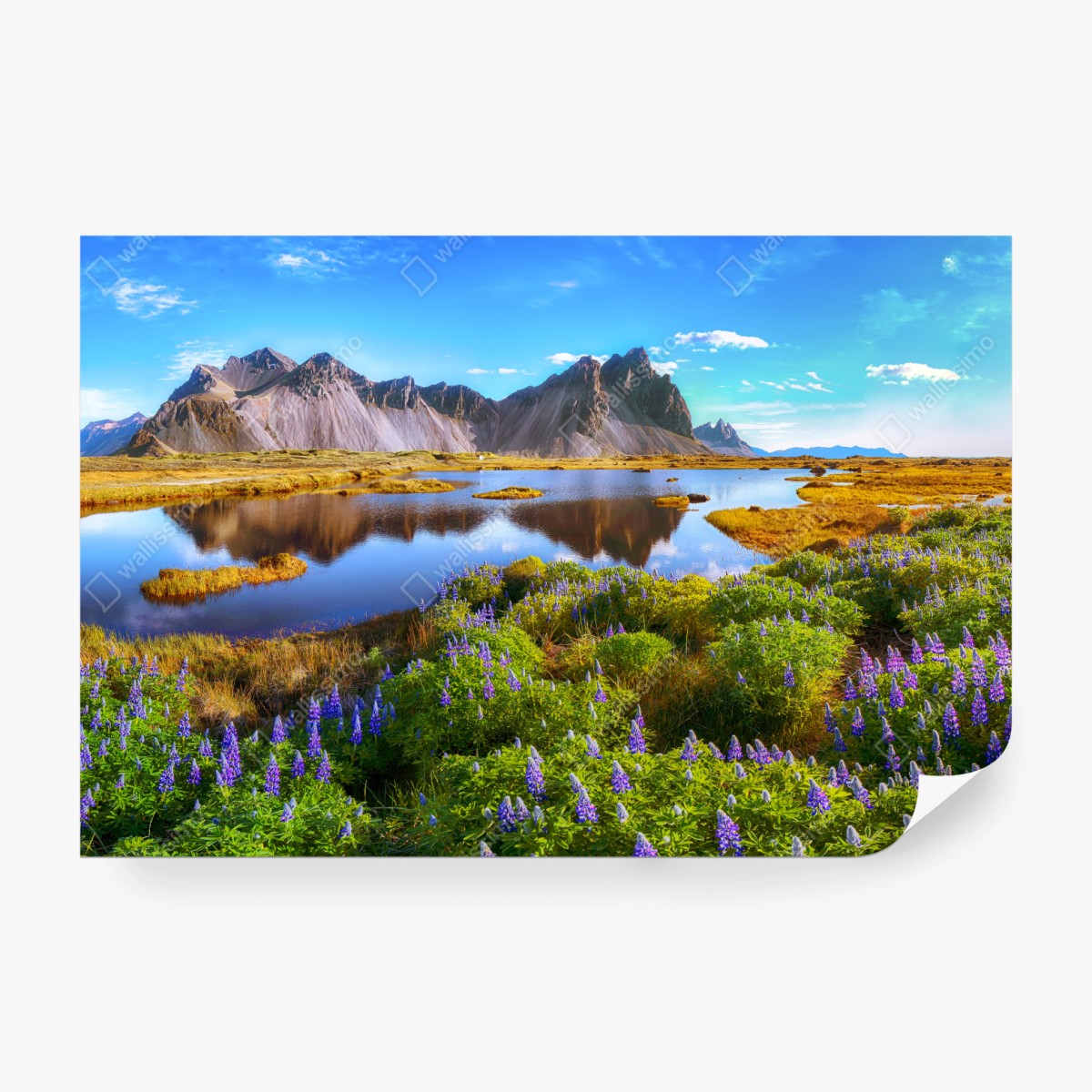 Fototapeta żywe łubinowe łąki przy Vestrahorn, Islandia – Wallissimo® Fototapeta żywe łubinowe łąki przy Vestrahorn, Islandia – Wallissimo®