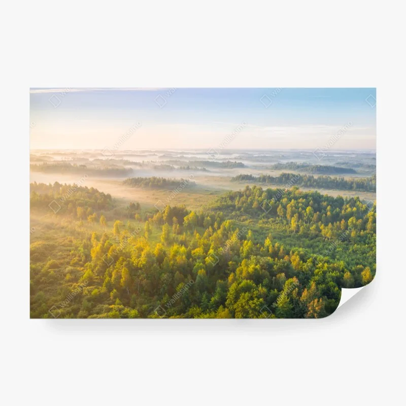 Fototapeta słoneczna łąka z mniszkami i błękitnym niebem – Wallissimo®