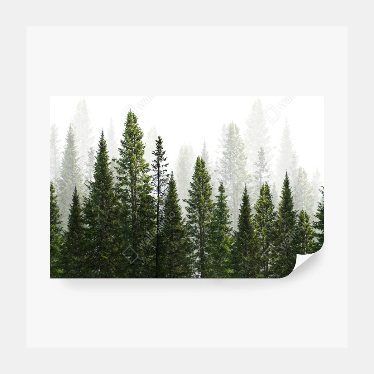 Fototapeta mglisty las jodłowy – Wallissimo® Fototapeta mglisty las jodłowy – Wallissimo®