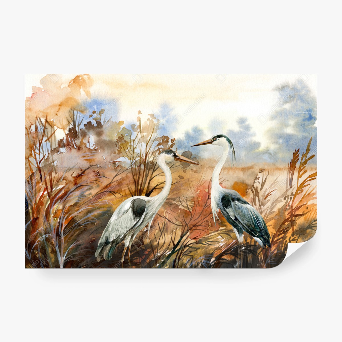 Fototapeta dwie czaple na jesiennym mokradle – Wallissimo® Fototapeta dwie czaple na jesiennym mokradle – Wallissimo®