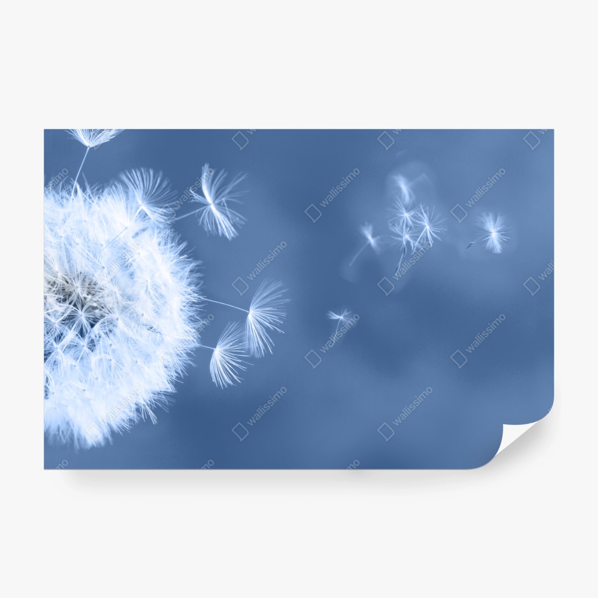 Fototapeta delikatne nasiona dmuchawca w odcieniach niebieskiego – Wallissimo® Fototapeta delikatne nasiona dmuchawca w odcieniach niebieskiego – Wallissimo®