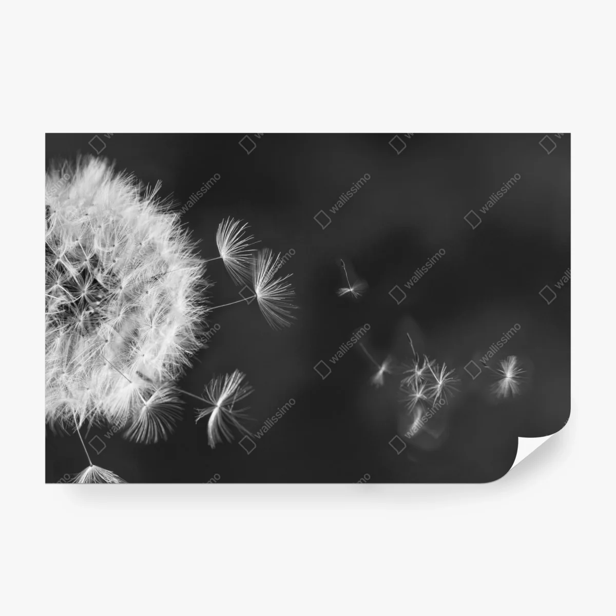 Fototapeta unoszące się nasiona mniszka – Wallissimo® Fototapeta unoszące się nasiona mniszka – Wallissimo®