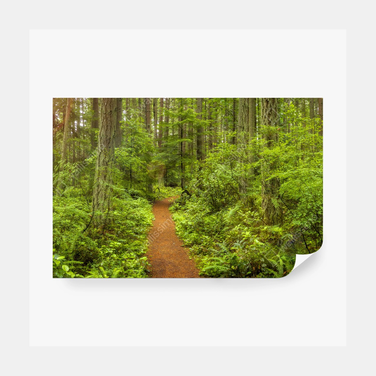 Fototapeta spokojna leśna ścieżka – Wallissimo® Fototapeta spokojna leśna ścieżka – Wallissimo®