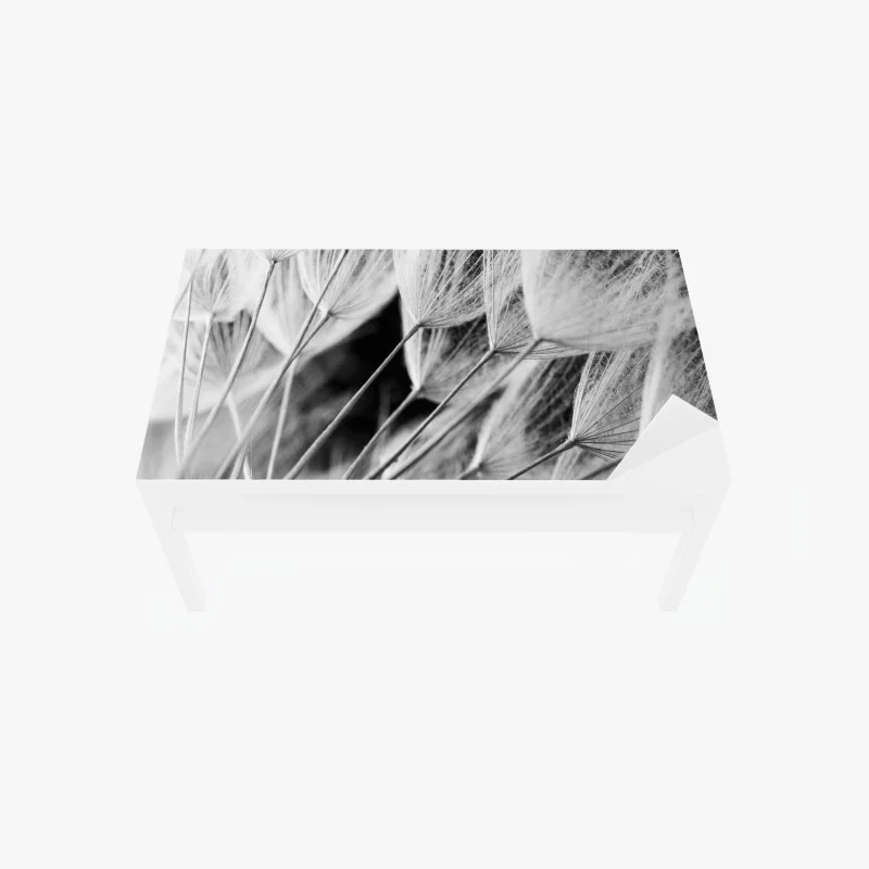 Naklejka na biurko i stół delikatne zbliżenie nasion dmuchawca czarno-białe