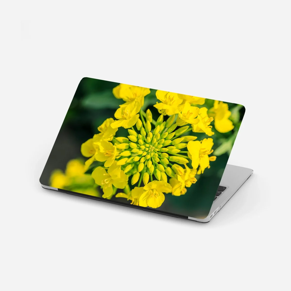 Naklejka na laptopa żywy żółty kwiat rzepaku w zbliżeniu – Wallissimo® Naklejka na laptopa żywy żółty kwiat rzepaku w zbliżeniu – Wallissimo®