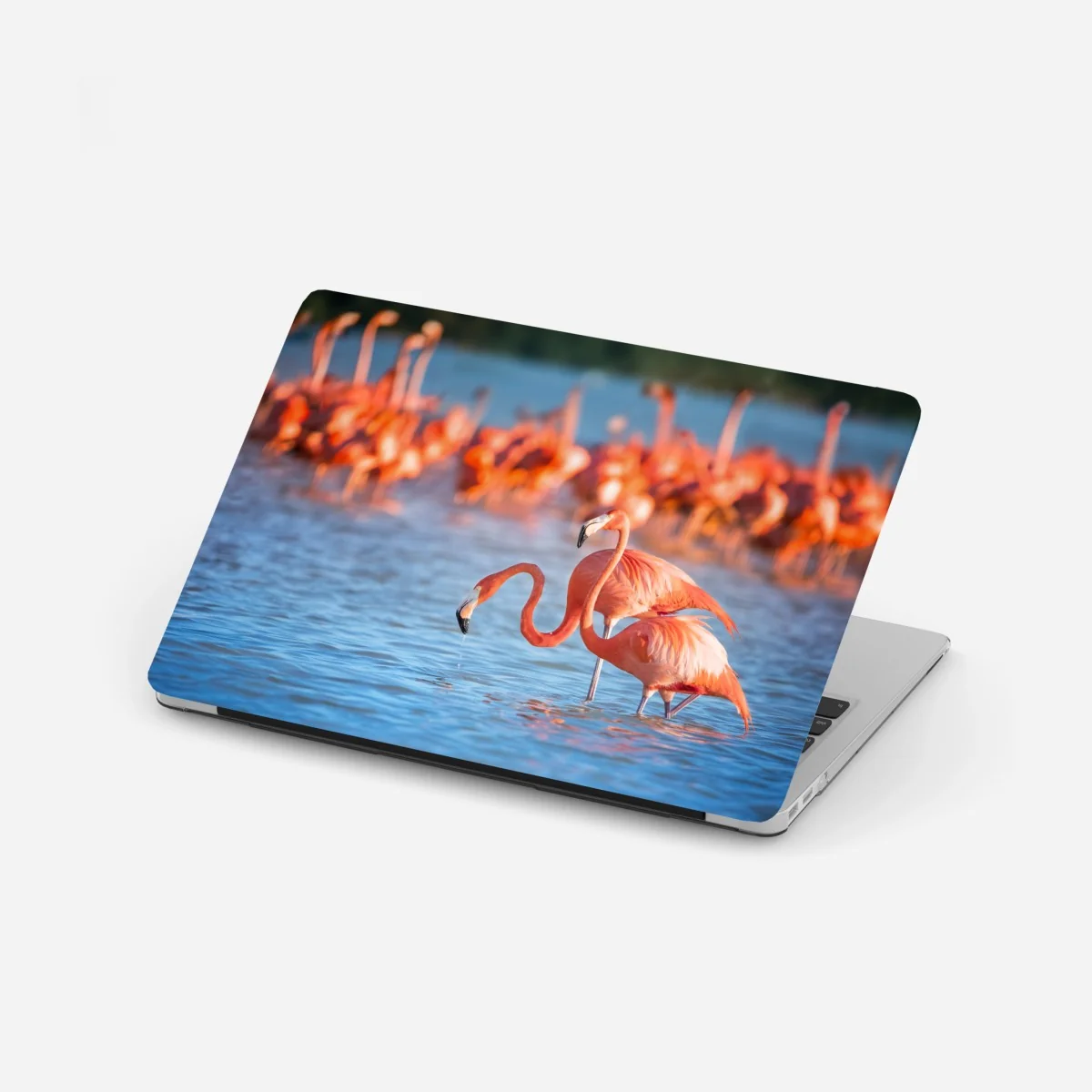 Naklejka na laptopa wdzięczne flamingi w płytkiej wodzie – Wallissimo® Naklejka na laptopa wdzięczne flamingi w płytkiej wodzie – Wallissimo®