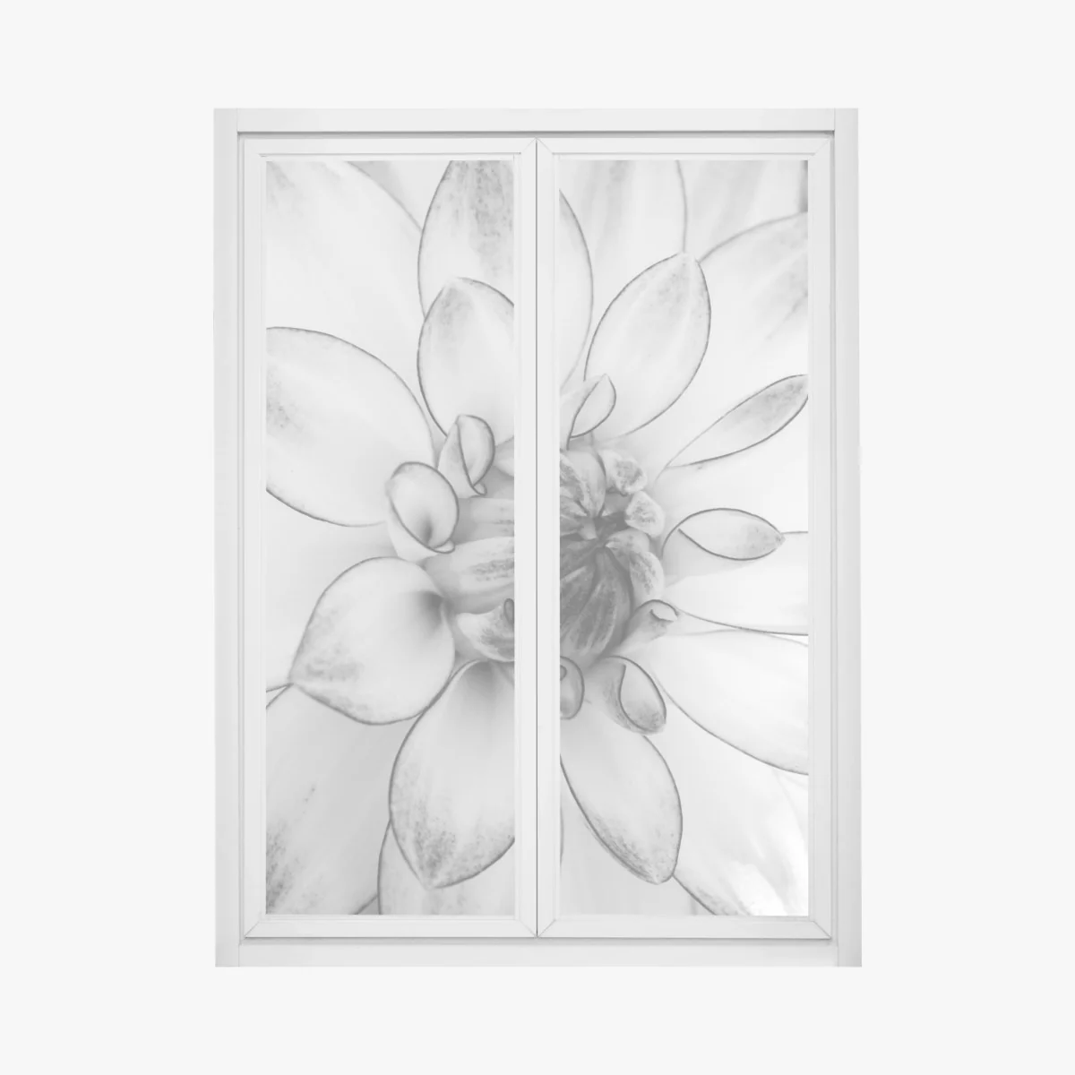 Naklejka na okno monochromatyczne zbliżenie dalii – Wallissimo® Naklejka na okno monochromatyczne zbliżenie dalii – Wallissimo®