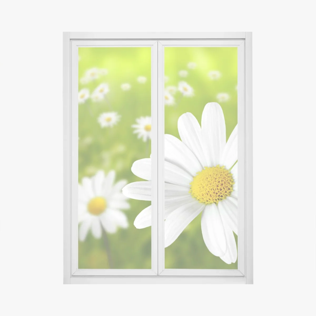 Naklejka na okno białe stokrotki na łące – Wallissimo® Naklejka na okno białe stokrotki na łące – Wallissimo®