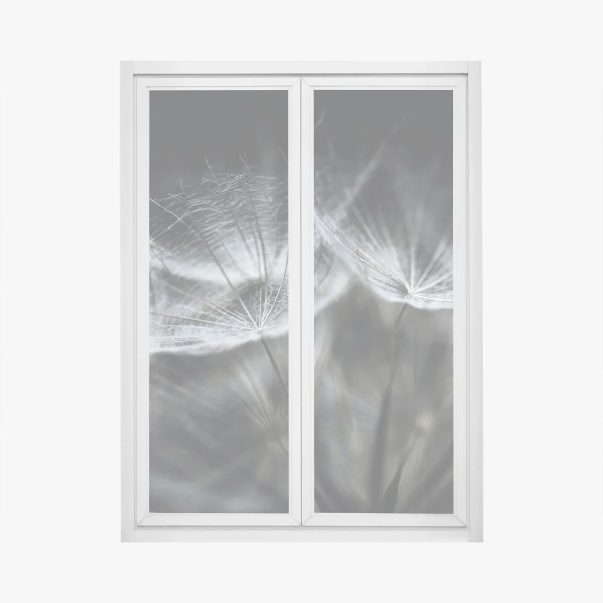 Naklejka na okno delikatne nasiona mniszka w monochromie – Wallissimo® Naklejka na okno delikatne nasiona mniszka w monochromie – Wallissimo®