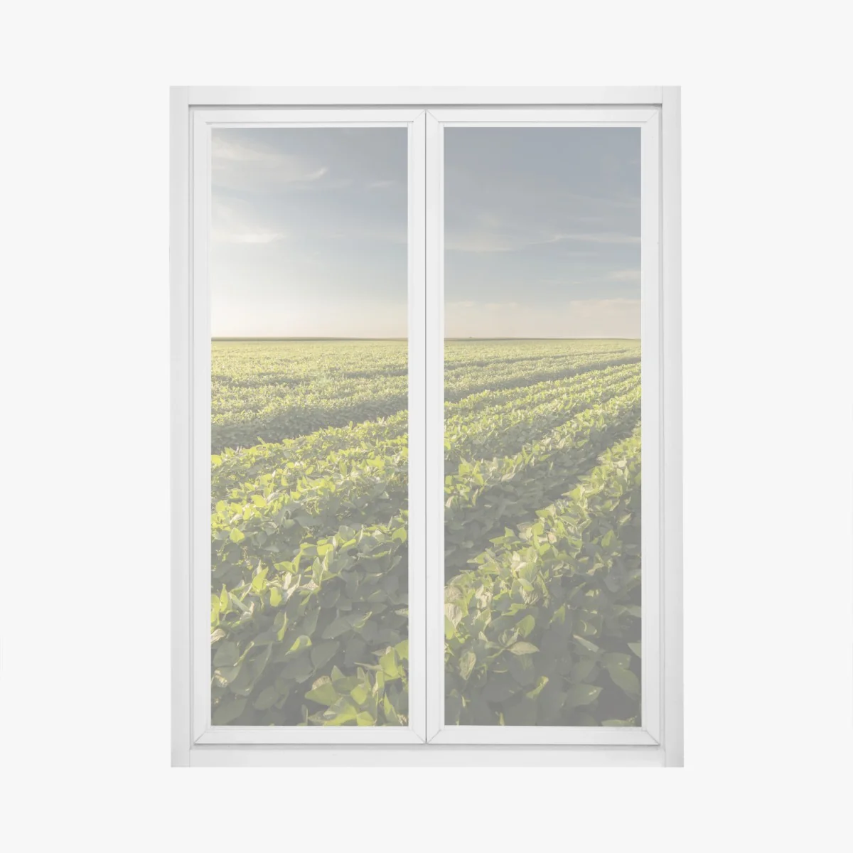 Naklejka na okno słoneczne pole soi o zmierzchu – Wallissimo® Naklejka na okno słoneczne pole soi o zmierzchu – Wallissimo®