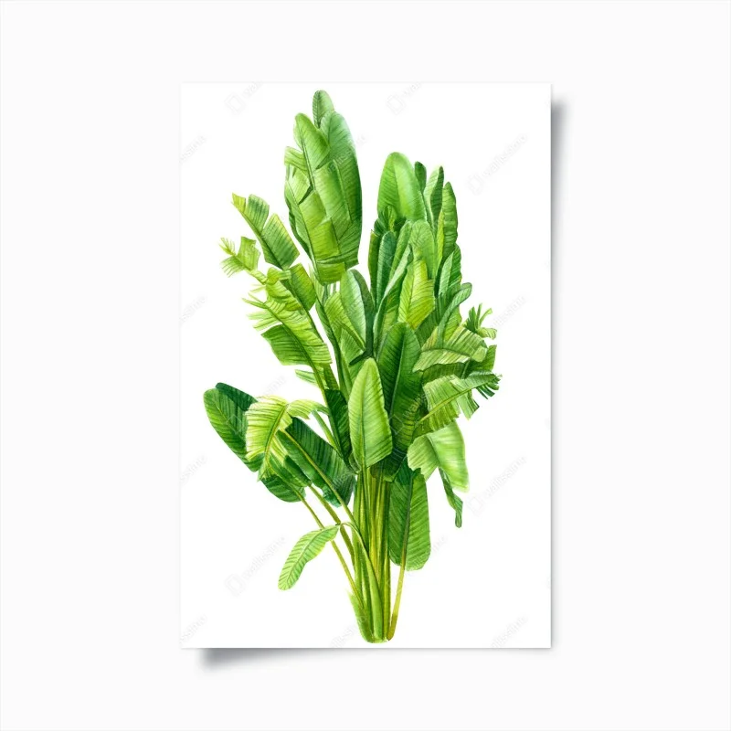 Plakat tropikalne liście bananowca w akwareli