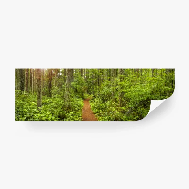 Fototapeta spokojna leśna ścieżka