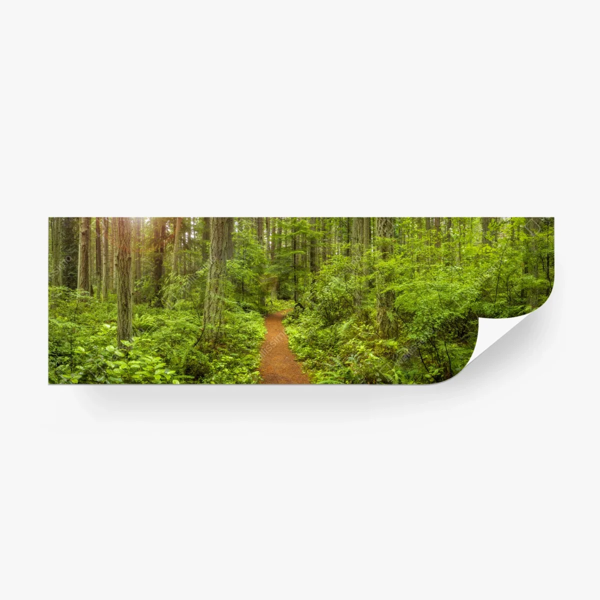 Fototapeta spokojna leśna ścieżka – Wallissimo® Fototapeta spokojna leśna ścieżka – Wallissimo®