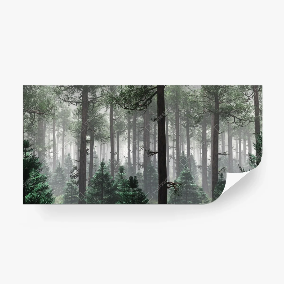 Fototapeta mglisty iglasty las – Wallissimo® Fototapeta mglisty iglasty las – Wallissimo®