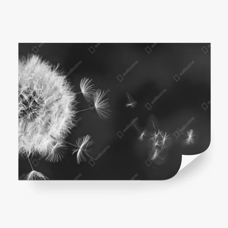 Fototapeta unoszące się nasiona mniszka – Wallissimo® Fototapeta unoszące się nasiona mniszka – Wallissimo®