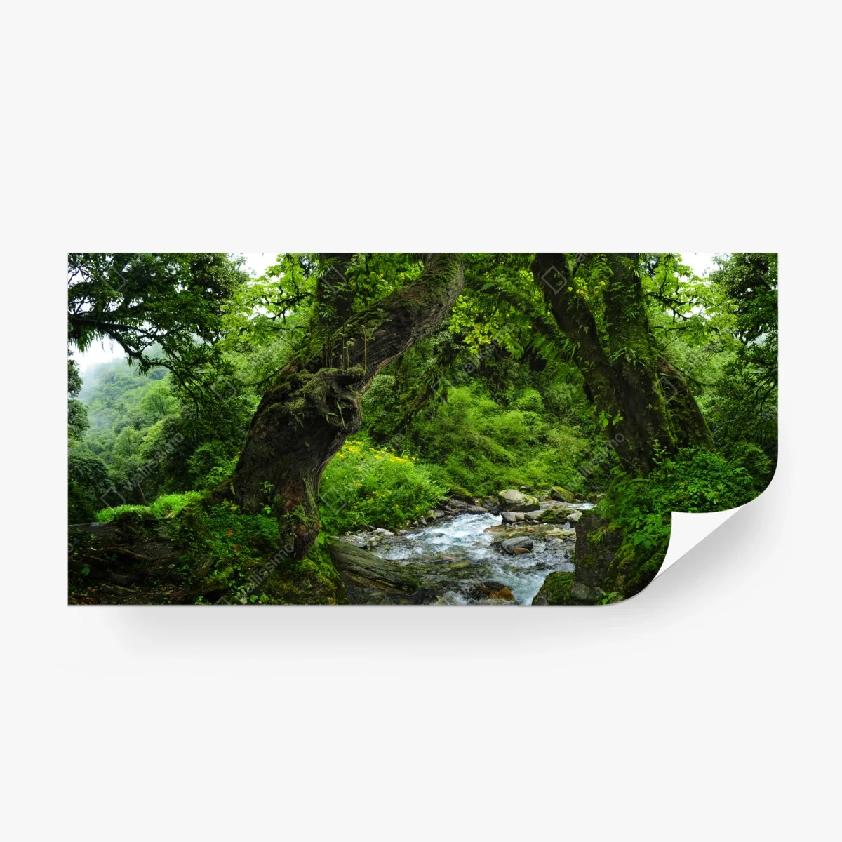 Fototapeta mszysty leśny strumień panorama – Wallissimo® Fototapeta mszysty leśny strumień panorama – Wallissimo®