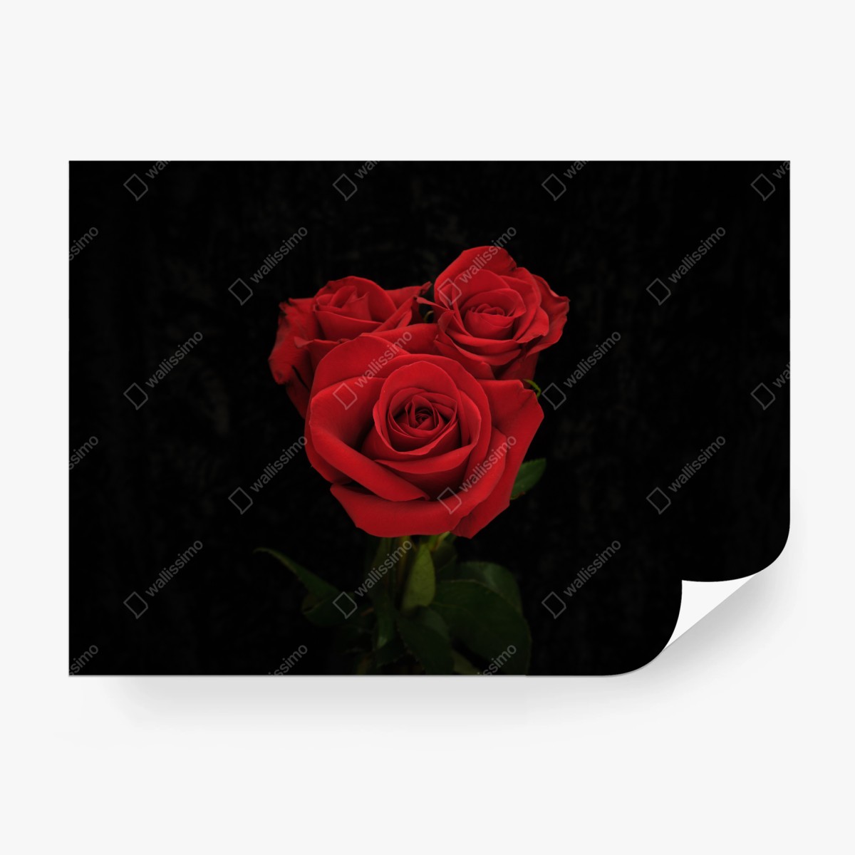 Fototapeta czerwone róże na czarnym tle – Wallissimo® Fototapeta czerwone róże na czarnym tle – Wallissimo®