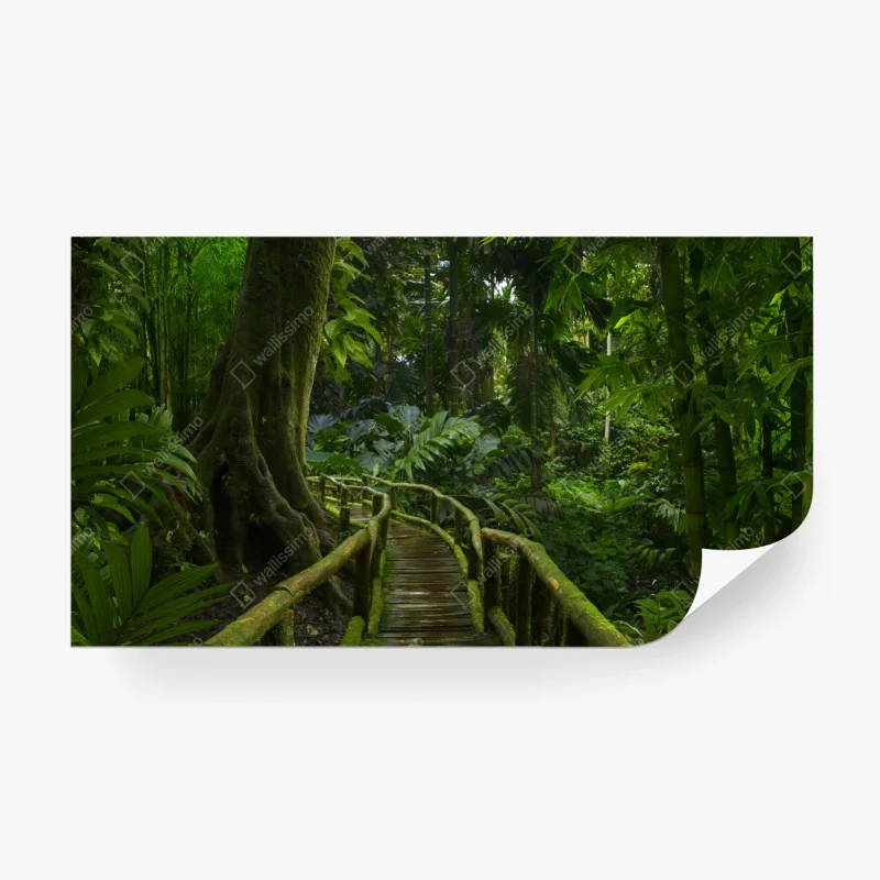 Fototapeta spokojna kładka w dżungli przez bujny las deszczowy