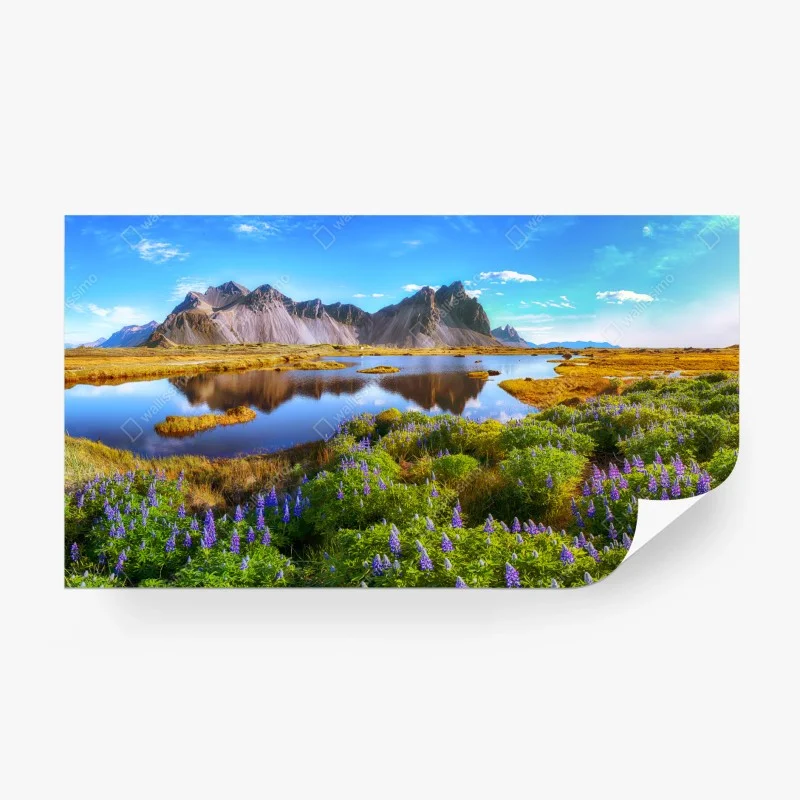 Fototapeta żywe łubinowe łąki przy Vestrahorn, Islandia