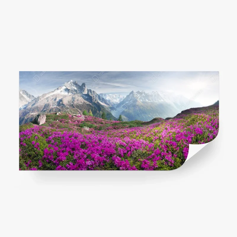 Fototapeta alpejska łąka różaneczników przy Mont Blanc