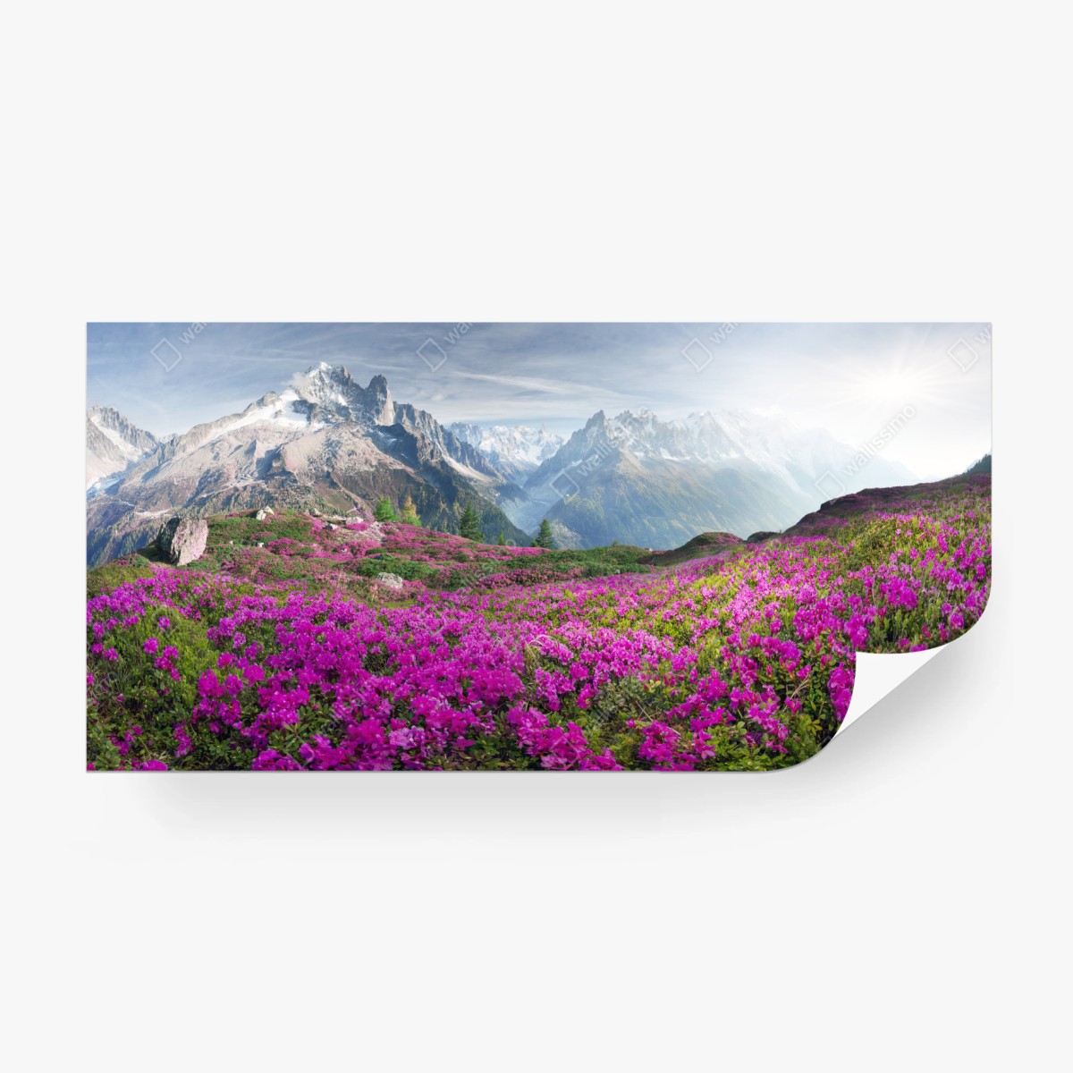Fototapeta alpejska łąka różaneczników przy Mont Blanc – Wallissimo® Fototapeta alpejska łąka różaneczników przy Mont Blanc – Wallissimo®
