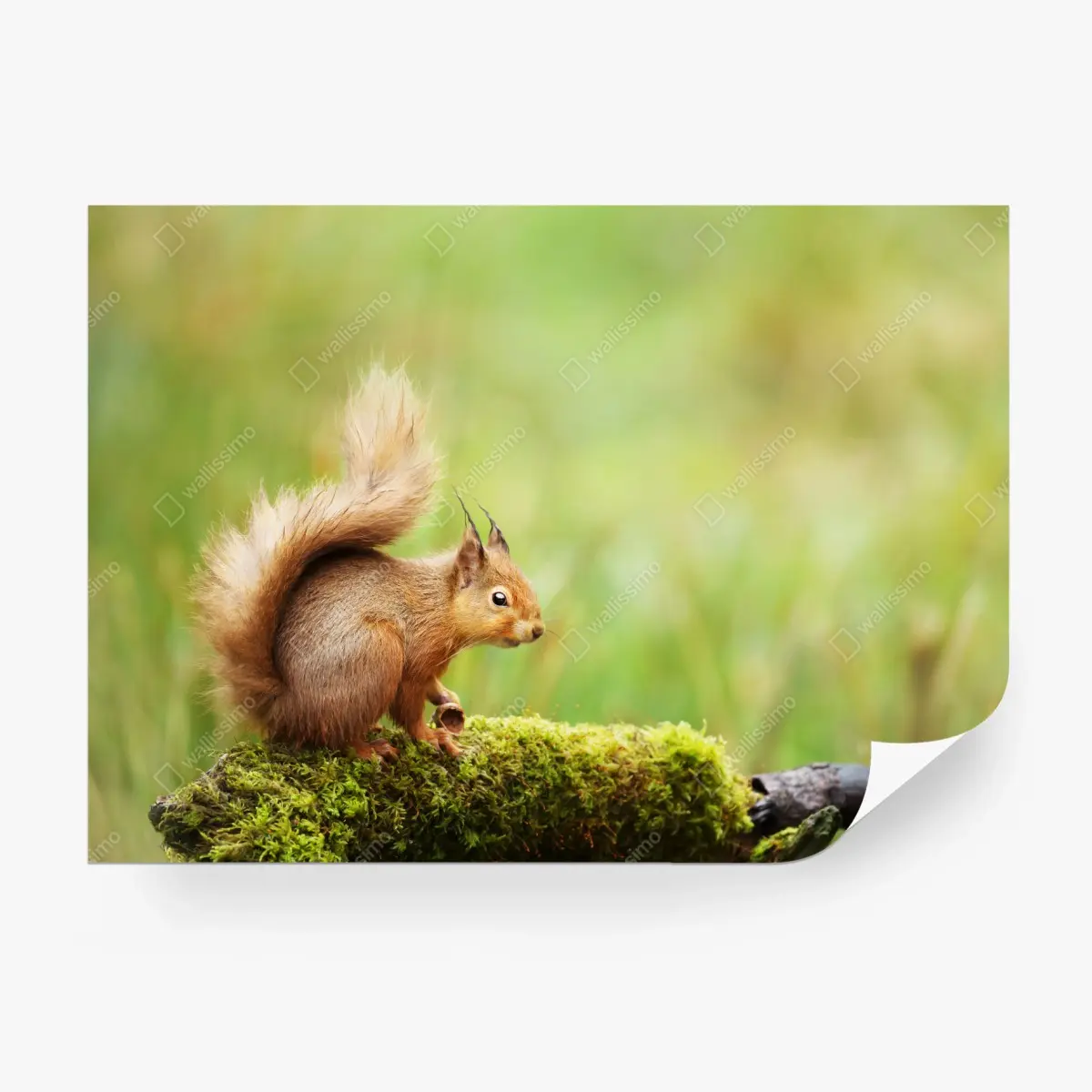 Fototapeta ruda wiewiórka na mchu – Wallissimo®